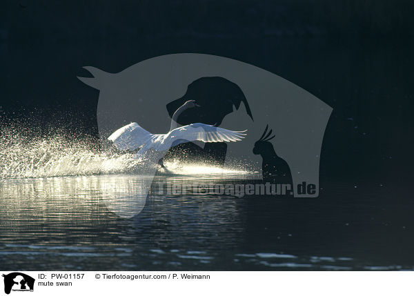 Hckerschwan / mute swan / PW-01157