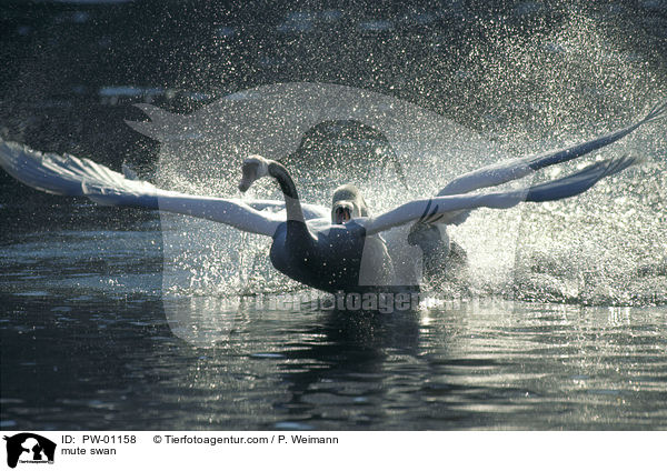 Hckerschwan / mute swan / PW-01158