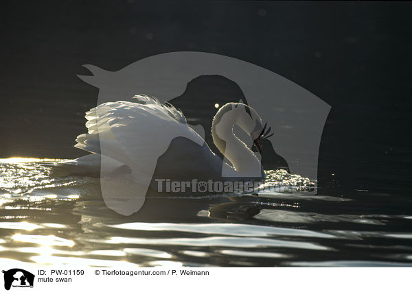 Hckerschwan / mute swan / PW-01159