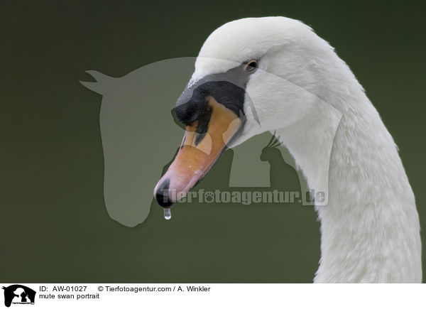 Hckerschwan Portrait / mute swan portrait / AW-01027