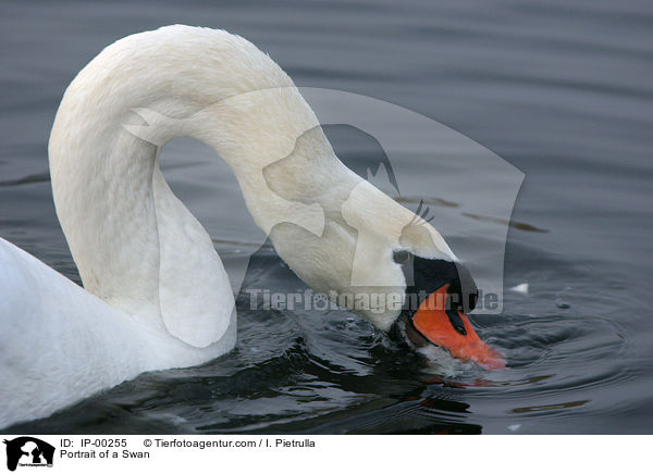 Hckerschwan im Portrait / Portrait of a Swan / IP-00255