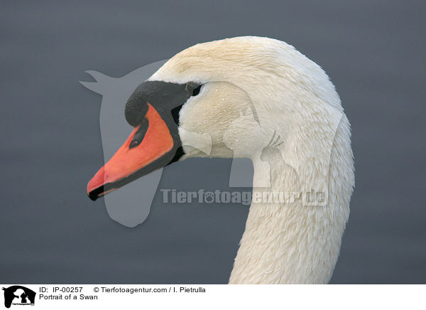 Portrait of a Swan / IP-00257