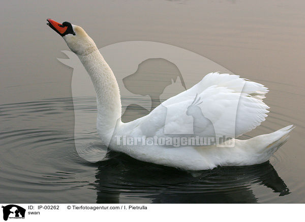 Hckerschwan / swan / IP-00262