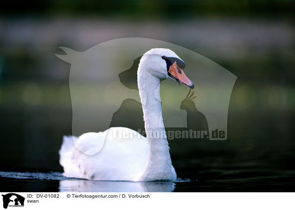 Hckerschwan / swan / DV-01082