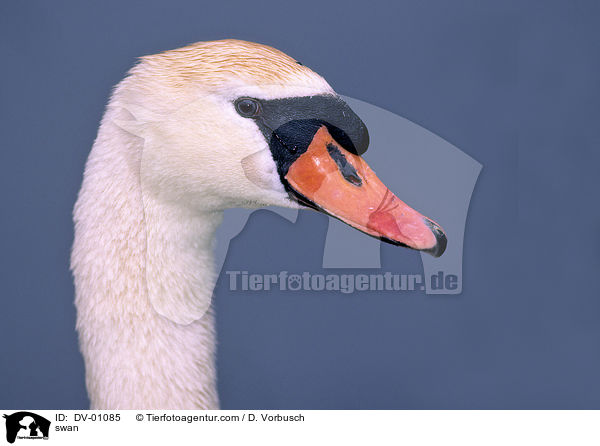 Hckerschwan / swan / DV-01085