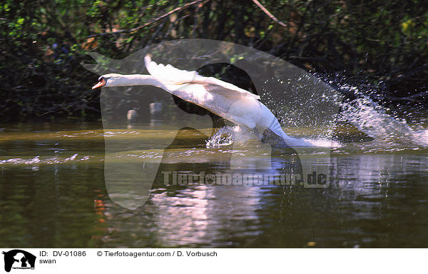 swan / DV-01086