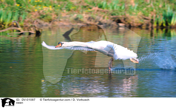swan / DV-01087