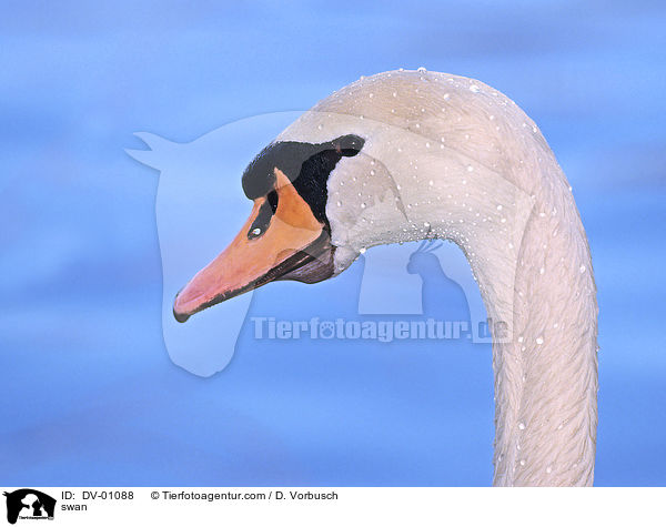 Hckerschwan / swan / DV-01088