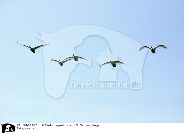 fliegende Hckerschwne / flying swans / SS-01187