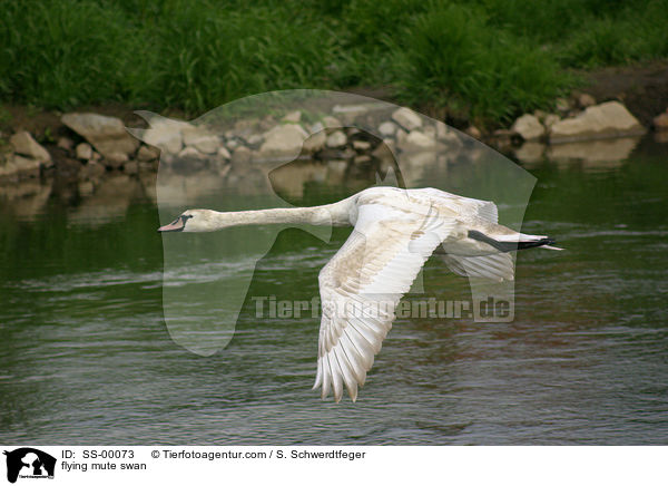 fliegender Hckerschwan / flying mute swan / SS-00073