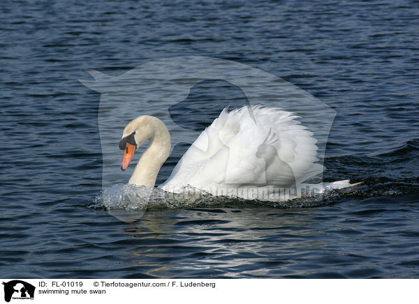 schwimmender Hckerschwan / swimming mute swan / FL-01019