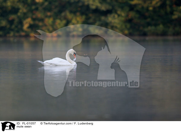 mute swan / FL-01057