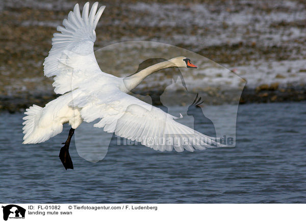 landender Hckerschwan / landing mute swan / FL-01082