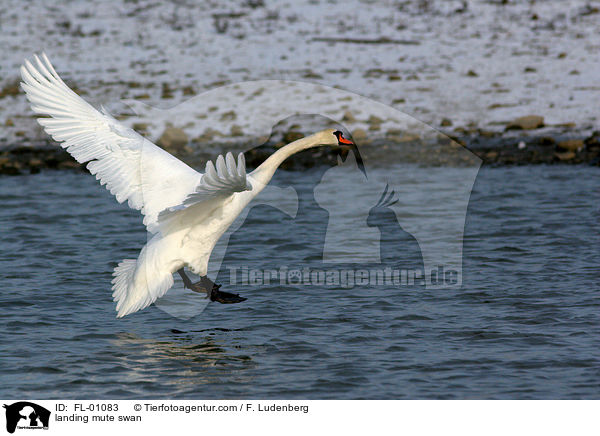 landender Hckerschwan / landing mute swan / FL-01083