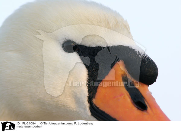 Hckerschwan im Portrait / mute swan portrait / FL-01084