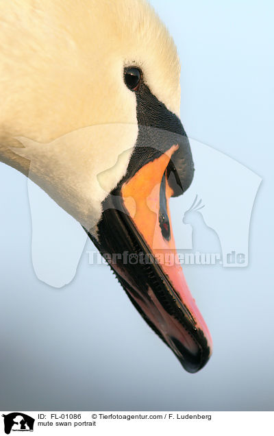 Hckerschwan im Portrait / mute swan portrait / FL-01086