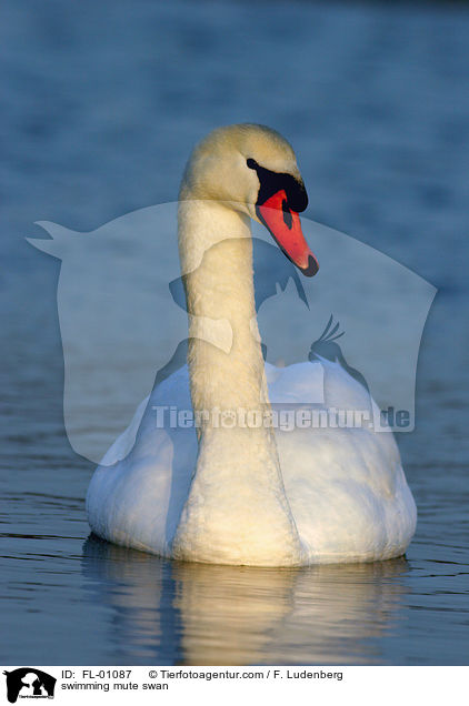 swimming mute swan / FL-01087