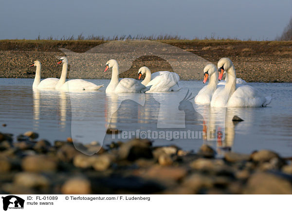 Hckerschwne / mute swans / FL-01089