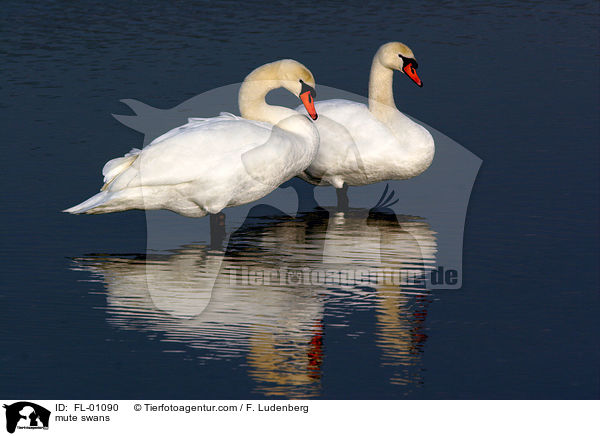 Hckerschwne / mute swans / FL-01090