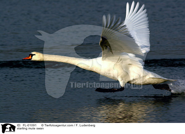 Startender Hckerschwan / starting mute swan / FL-01091