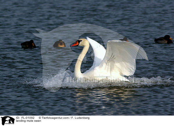 landender Hckerschwan / landing mute swan / FL-01092
