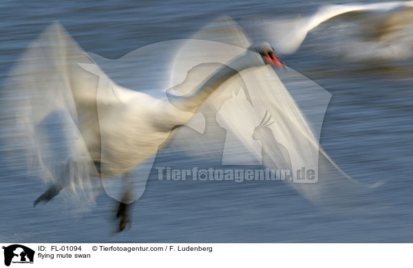 fliegender Hckerschwan / flying mute swan / FL-01094