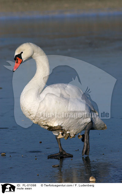 Hckerschwan / mute swan / FL-01098