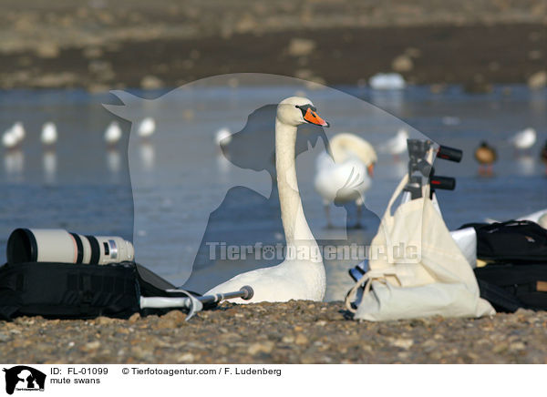Hckerschwne / mute swans / FL-01099