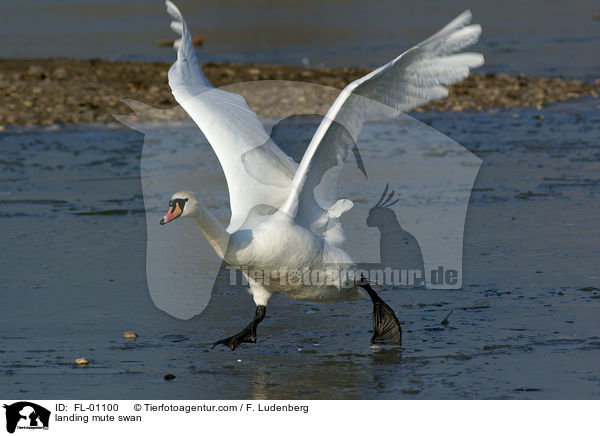 landender Hckerschwan / landing mute swan / FL-01100