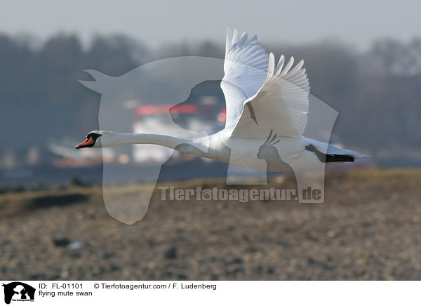 flying mute swan / FL-01101