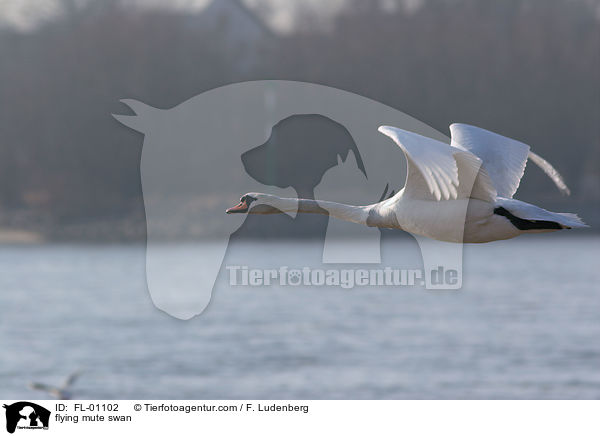 fliegender Hckerschwan / flying mute swan / FL-01102