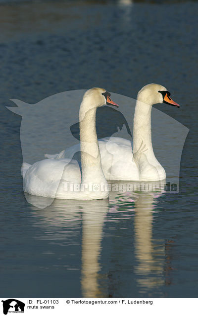 mute swans / FL-01103