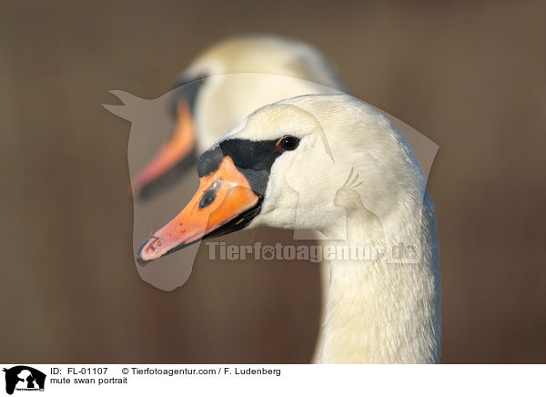 Hckerschwan im Portrait / mute swan portrait / FL-01107