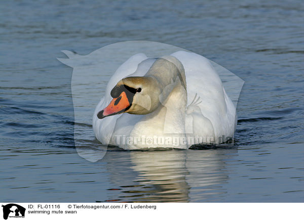 schwimmender Hckerschwan / swimming mute swan / FL-01116