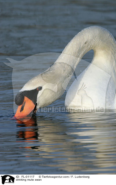 trinkender Hckerschwan / drinking mute swan / FL-01117