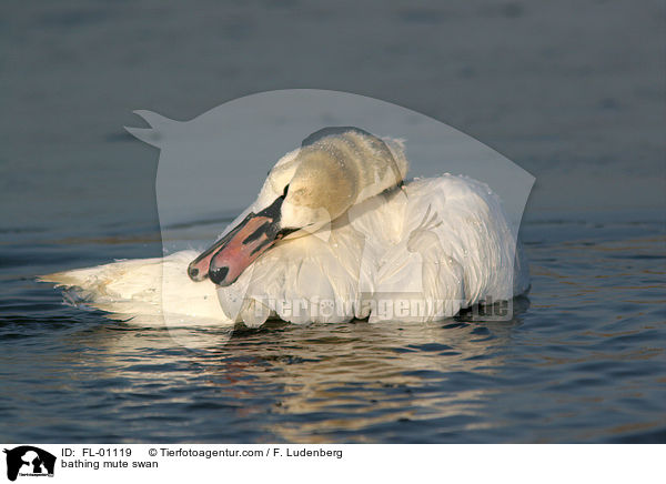 badender Hckerschwan / bathing mute swan / FL-01119