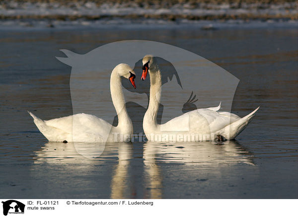 Hckerschwne / mute swans / FL-01121
