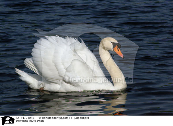 schwimmender Hckerschwan / swimming mute swan / FL-01018