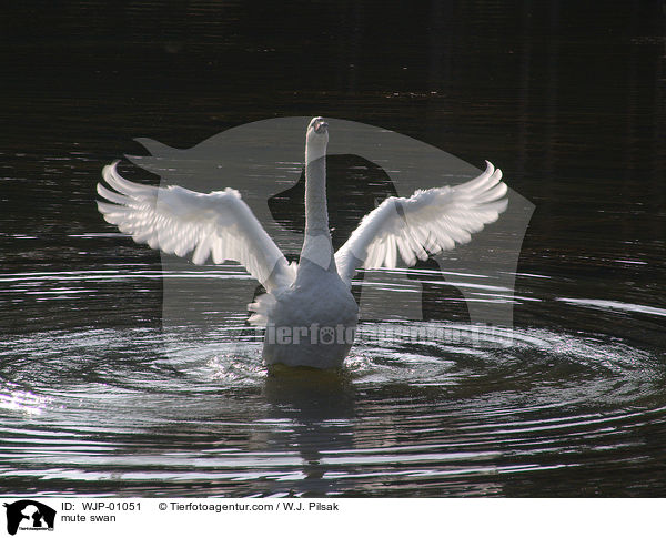 mute swan / WJP-01051