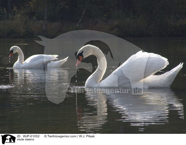 mute swans / WJP-01052