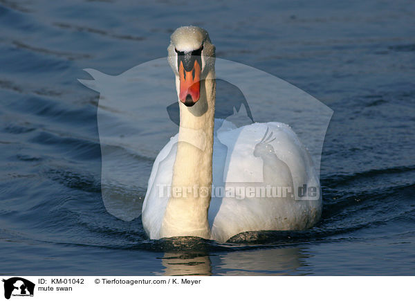 Hckerschwan / mute swan / KM-01042