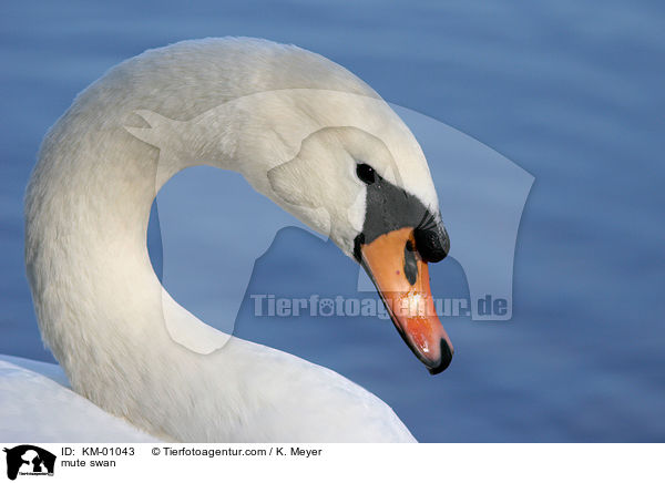 Hckerschwan / mute swan / KM-01043