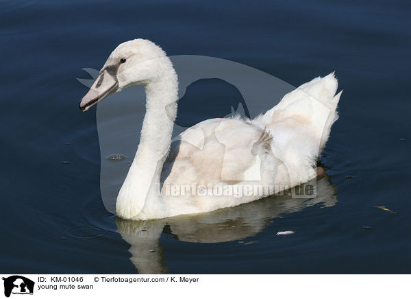 junger Hckerschwan / young mute swan / KM-01046