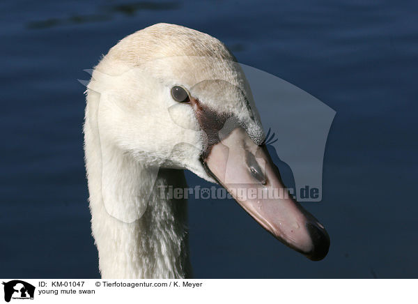 junger Hckerschwan / young mute swan / KM-01047