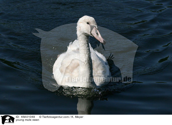 junger Hckerschwan / young mute swan / KM-01048