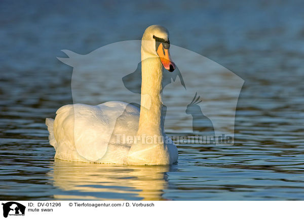 Hckerschwan / mute swan / DV-01296