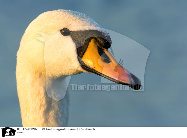 Schwan Portrait / swan / DV-01297