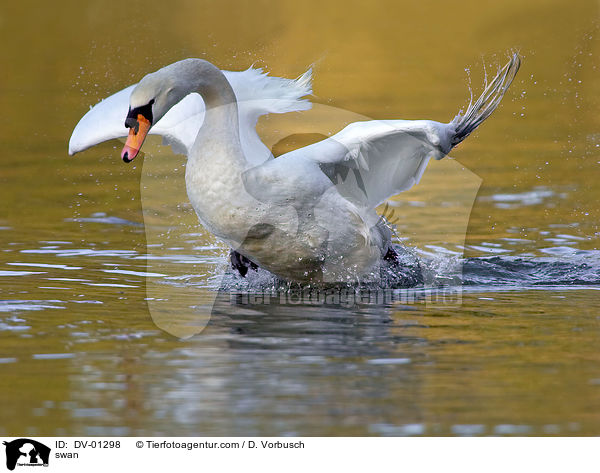 Hckerschwan / swan / DV-01298