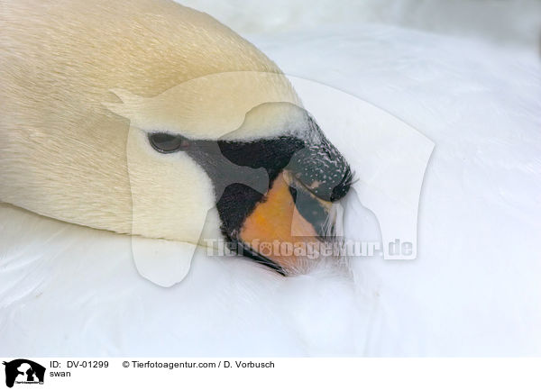 swan / DV-01299