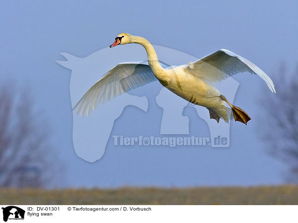 fliegender Hckerschwan / flying swan / DV-01301